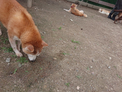 f:id:roukenhome-ann:20190614134620j:plain