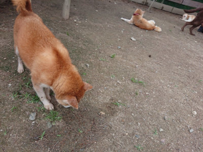 f:id:roukenhome-ann:20190614134624j:plain