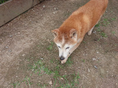 f:id:roukenhome-ann:20190614134630j:plain