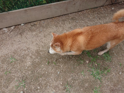 f:id:roukenhome-ann:20190614134634j:plain