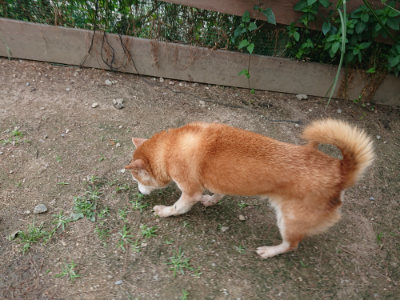 f:id:roukenhome-ann:20190614134639j:plain
