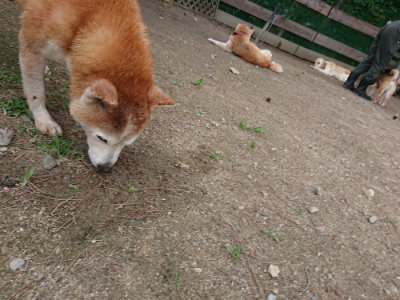 f:id:roukenhome-ann:20190614134645j:plain