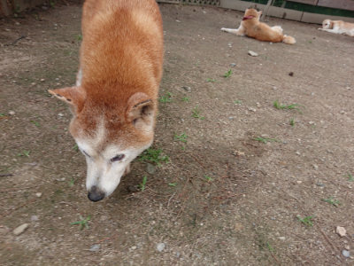f:id:roukenhome-ann:20190614134649j:plain
