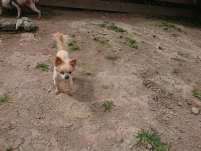 f:id:roukenhome-ann:20190614134755j:plain