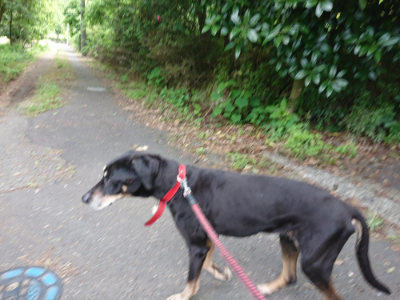 f:id:roukenhome-ann:20190614134828j:plain