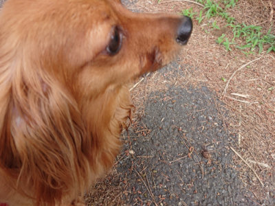f:id:roukenhome-ann:20190614134832j:plain
