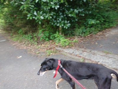 f:id:roukenhome-ann:20190614134837j:plain