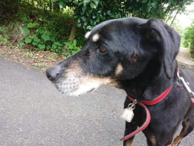 f:id:roukenhome-ann:20190614134857j:plain