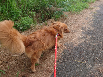 f:id:roukenhome-ann:20190614134902j:plain