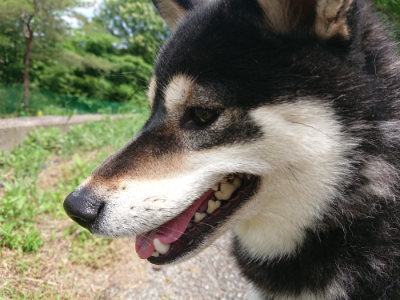 f:id:roukenhome-ann:20190614134936j:plain