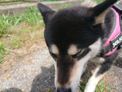 f:id:roukenhome-ann:20190614134941j:plain
