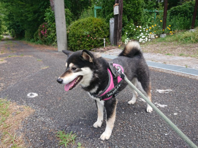 f:id:roukenhome-ann:20190614135017j:plain