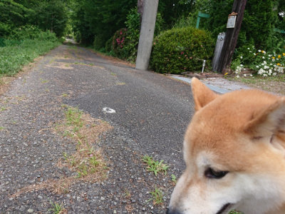 f:id:roukenhome-ann:20190614135032j:plain