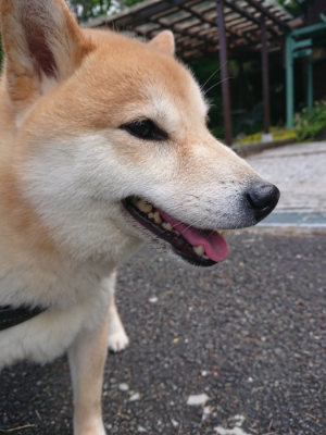f:id:roukenhome-ann:20190614135038j:plain