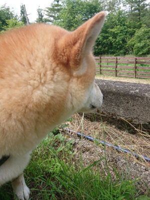 f:id:roukenhome-ann:20190614135042j:plain