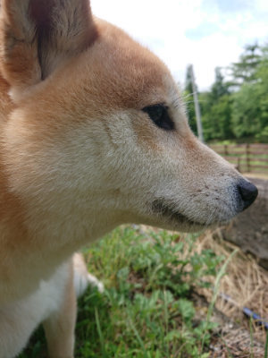 f:id:roukenhome-ann:20190614135046j:plain
