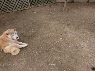 f:id:roukenhome-ann:20190614135132j:plain