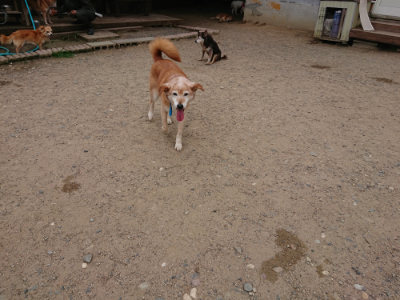 f:id:roukenhome-ann:20190614135439j:plain
