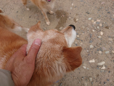 f:id:roukenhome-ann:20190614135708j:plain