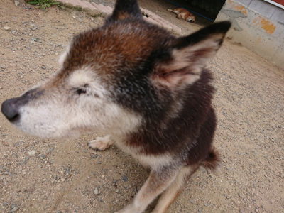 f:id:roukenhome-ann:20190614135957j:plain
