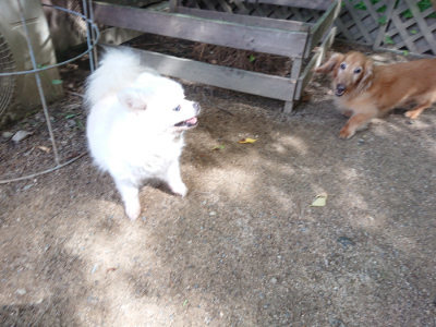 f:id:roukenhome-ann:20190614140523j:plain