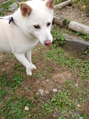 f:id:roukenhome-ann:20190614152828j:plain