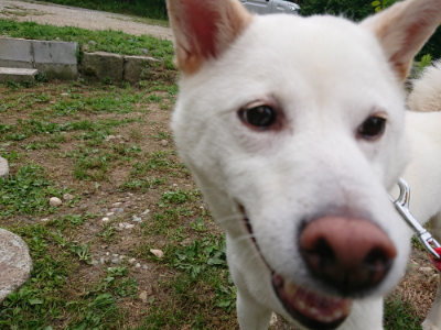 f:id:roukenhome-ann:20190614152840j:plain