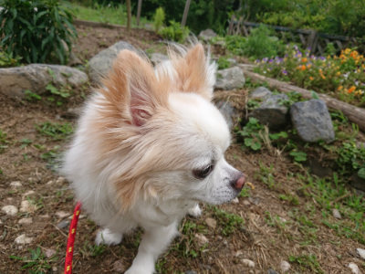 f:id:roukenhome-ann:20190614190604j:plain