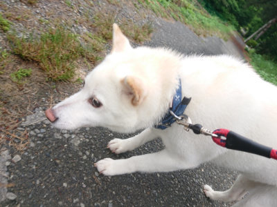 f:id:roukenhome-ann:20190615123630j:plain