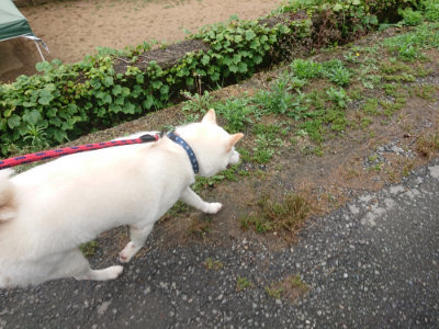 f:id:roukenhome-ann:20190615123645j:plain
