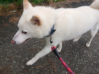 f:id:roukenhome-ann:20190615123727j:plain