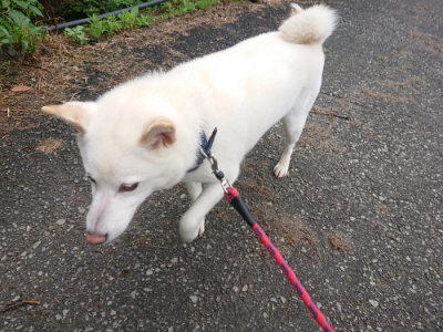 f:id:roukenhome-ann:20190615123736j:plain
