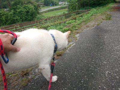 f:id:roukenhome-ann:20190615123748j:plain