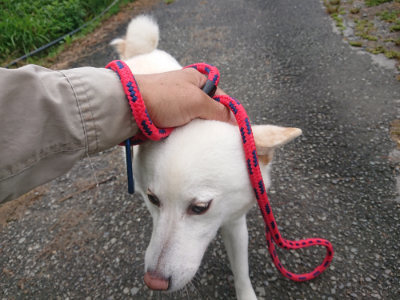 f:id:roukenhome-ann:20190615123754j:plain