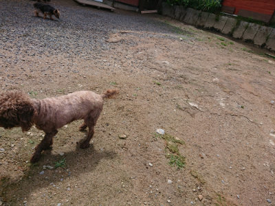 f:id:roukenhome-ann:20190617190210j:plain