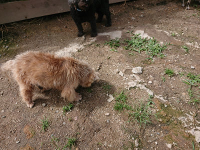 f:id:roukenhome-ann:20190617190259j:plain