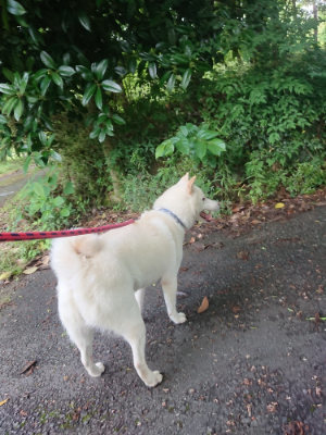f:id:roukenhome-ann:20190617190611j:plain