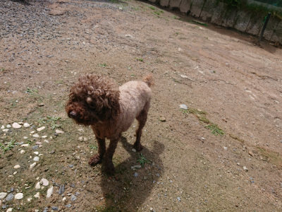 f:id:roukenhome-ann:20190617190620j:plain