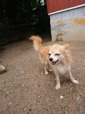 f:id:roukenhome-ann:20190617190645j:plain
