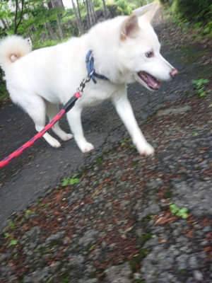 f:id:roukenhome-ann:20190617190654j:plain