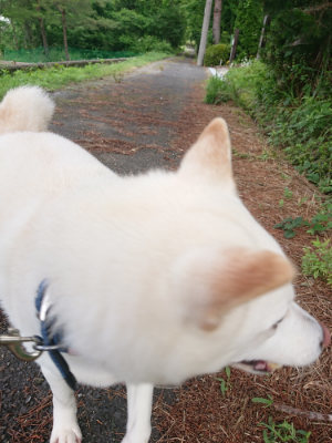 f:id:roukenhome-ann:20190617190909j:plain