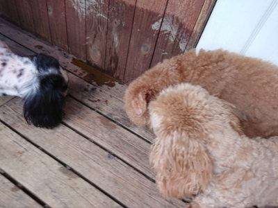 f:id:roukenhome-ann:20190617191546j:plain