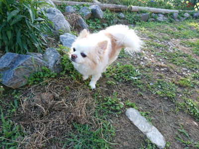 f:id:roukenhome-ann:20190617194632j:plain
