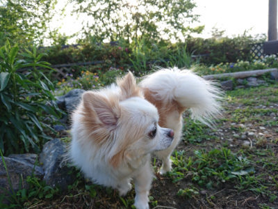 f:id:roukenhome-ann:20190617194749j:plain