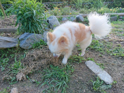 f:id:roukenhome-ann:20190617194751j:plain