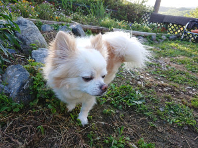 f:id:roukenhome-ann:20190617194757j:plain