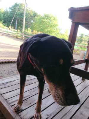 f:id:roukenhome-ann:20190617194842j:plain