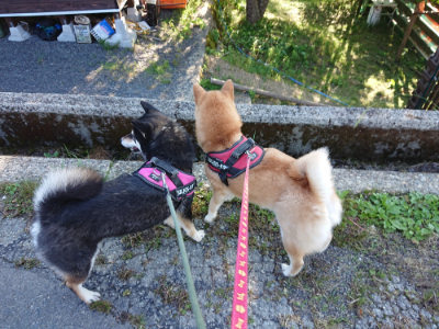 f:id:roukenhome-ann:20190617195107j:plain