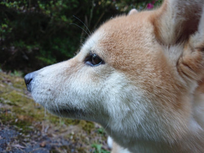 f:id:roukenhome-ann:20190617195118j:plain
