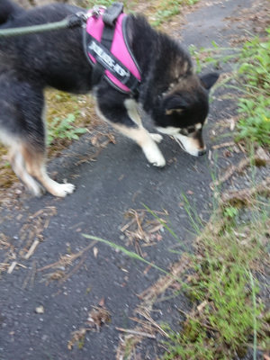 f:id:roukenhome-ann:20190617195225j:plain